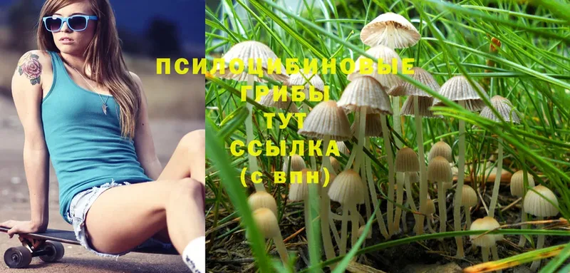 hydra tor  Черкесск  Галлюциногенные грибы Psilocybine cubensis  как найти закладки 